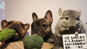 阿呆娱乐吃瓜,揭秘娱乐圈最新热点事件